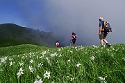 34 Salendo i dossi del Linzone, imbiancati di narcisi con uno sbuffo di nebbia...